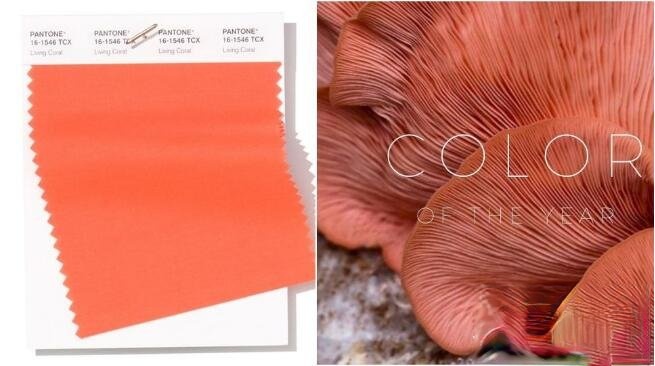 2021ɫɺȾ 仯Ⱦ2021 PANTONE