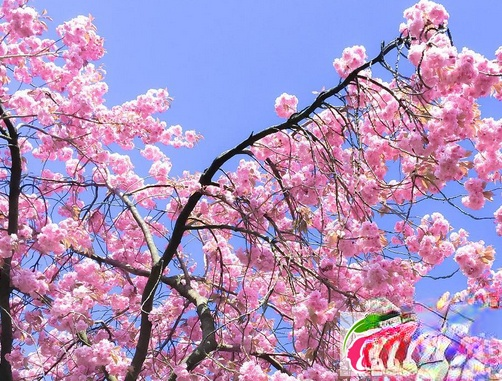 Instagram,染发,粉色,蓝色,流行色