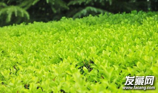 ȥͷƤм򵥵ķ 6ƫ԰ ȥͷм